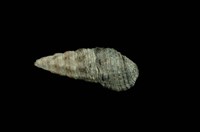 藏品(燒酒海蜷)的圖片